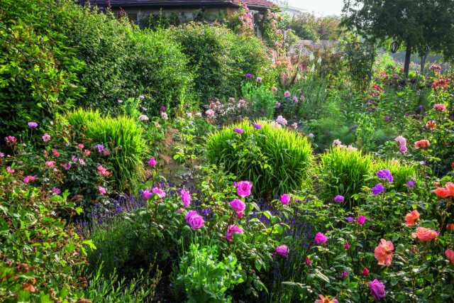 Bottlebrush - Burke's Backyard