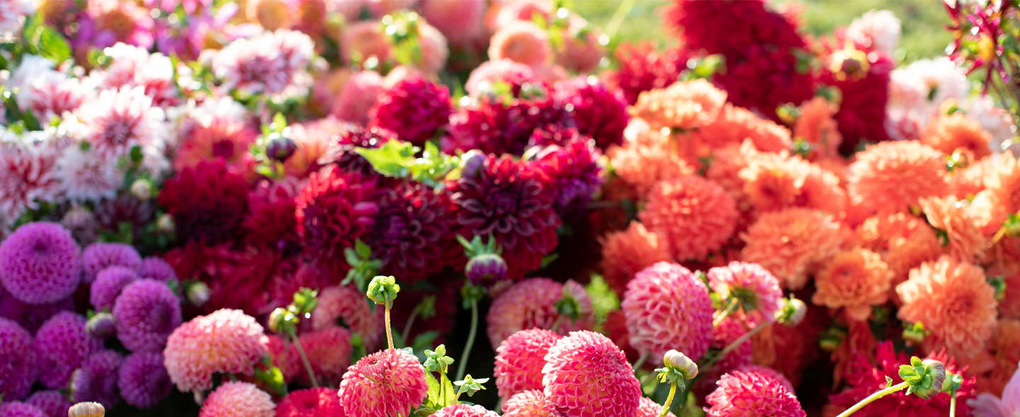 Close up of Floret dahlias