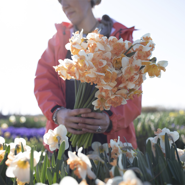 Erin Benzakein standing in the Floret field holding a handful of daffodils