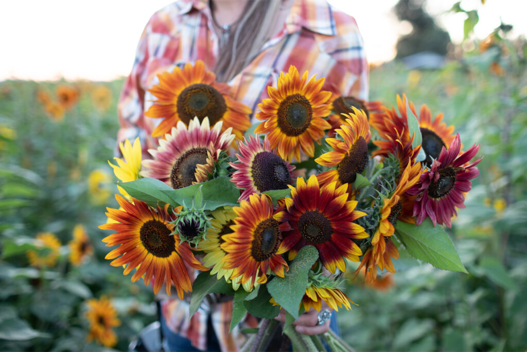Favorite Sunflowers for Cutting Floret Flowers
