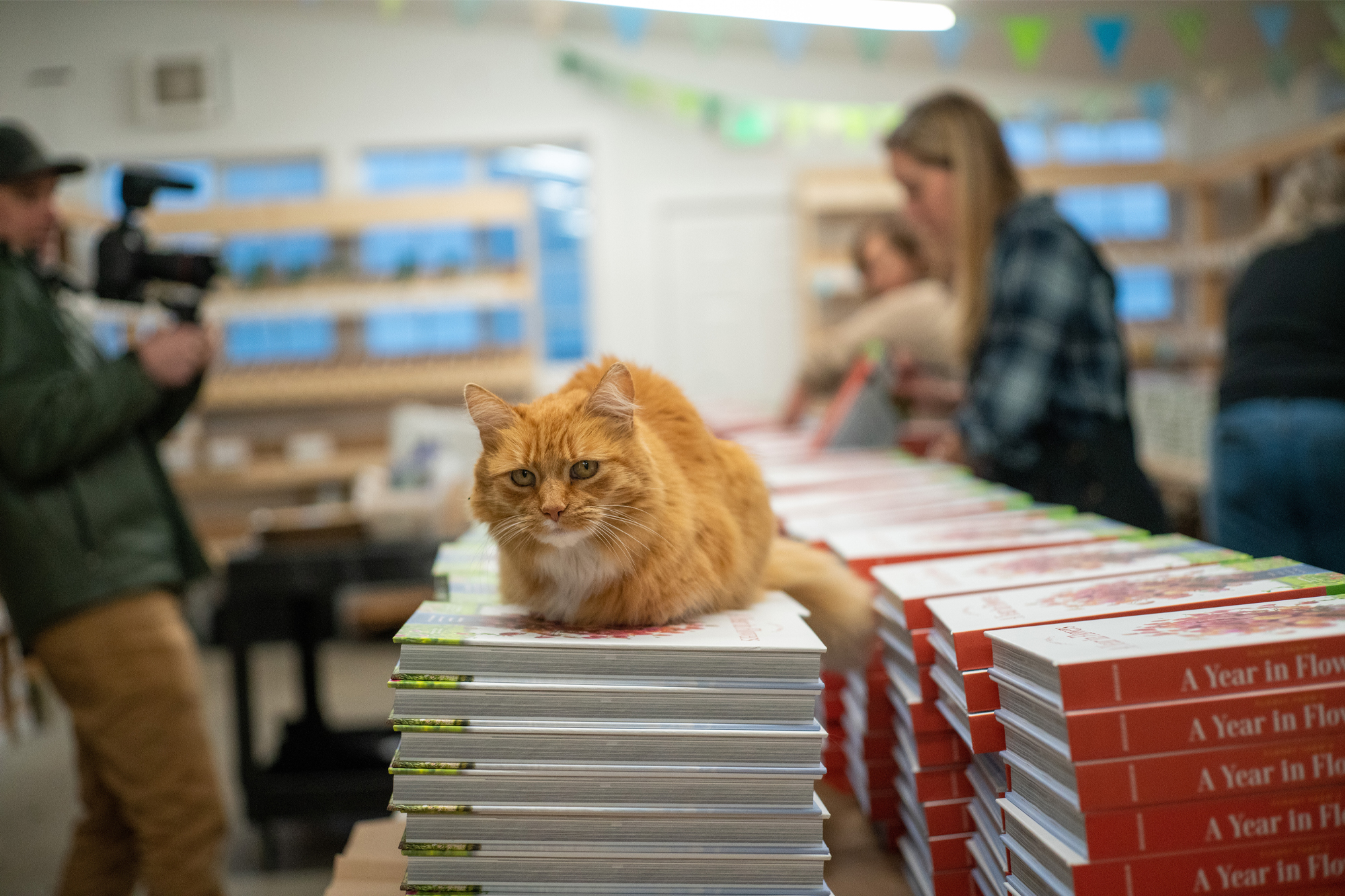 Timmy the cat lays on stacks of "A Year in Flowers" while Erin and Chris Benzakein film in the background.