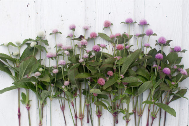 Overhead of globe amaranth 'Pastel'