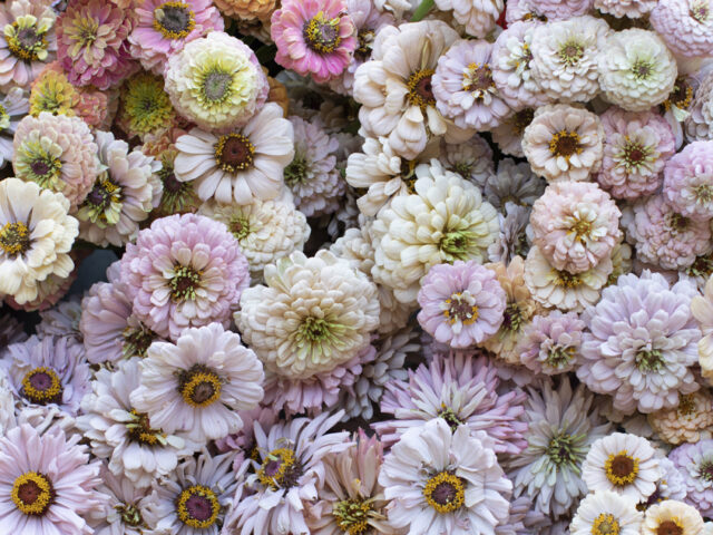 Overhead of buckets of Floret blush, peach, and salmon colored zinnias