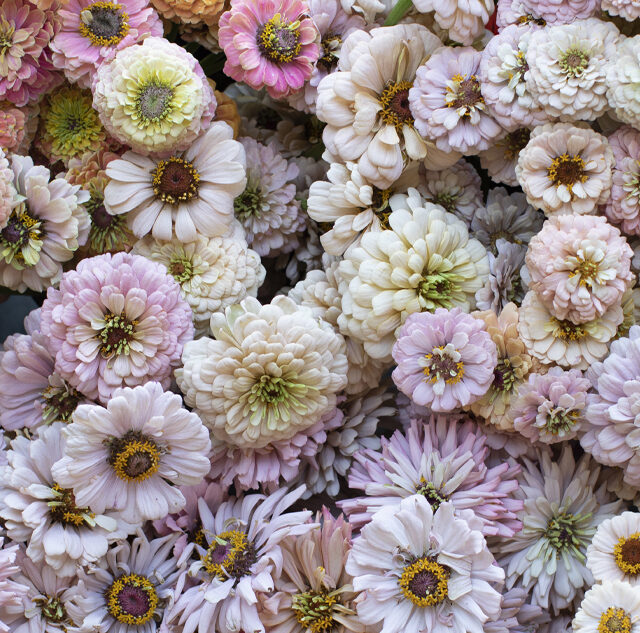 Overhead of buckets of Floret blush, peach, and salmon colored zinnias