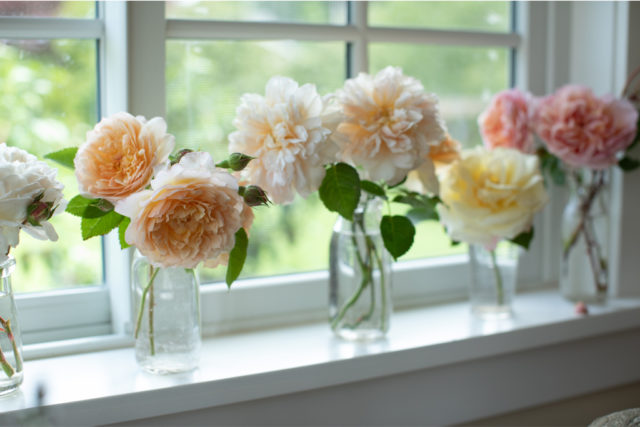 Vignette of roses on a Floret studio windowsill