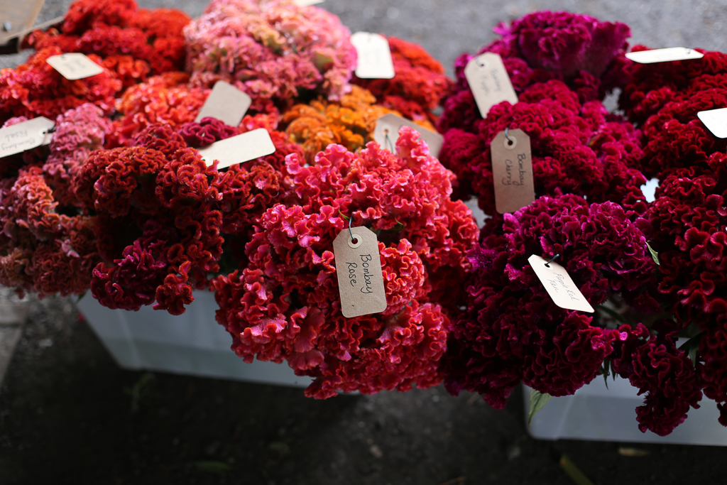 Buckets of tagged pink and orange celosia