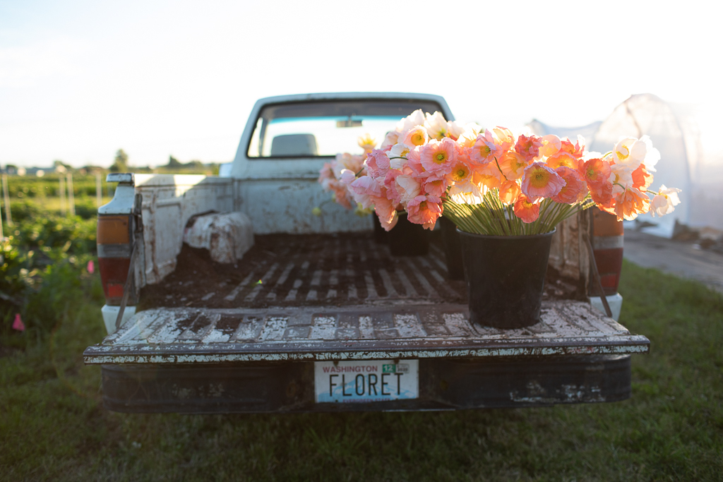 Bucket of Iceland poppies in the back of the Floret truck at dusk