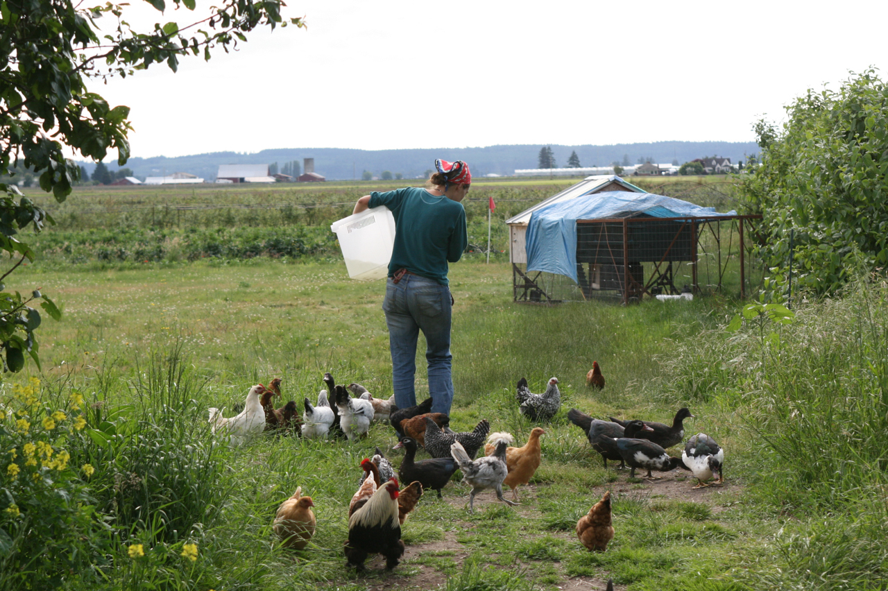 Erin Benzakein alimenta pollos en la granja