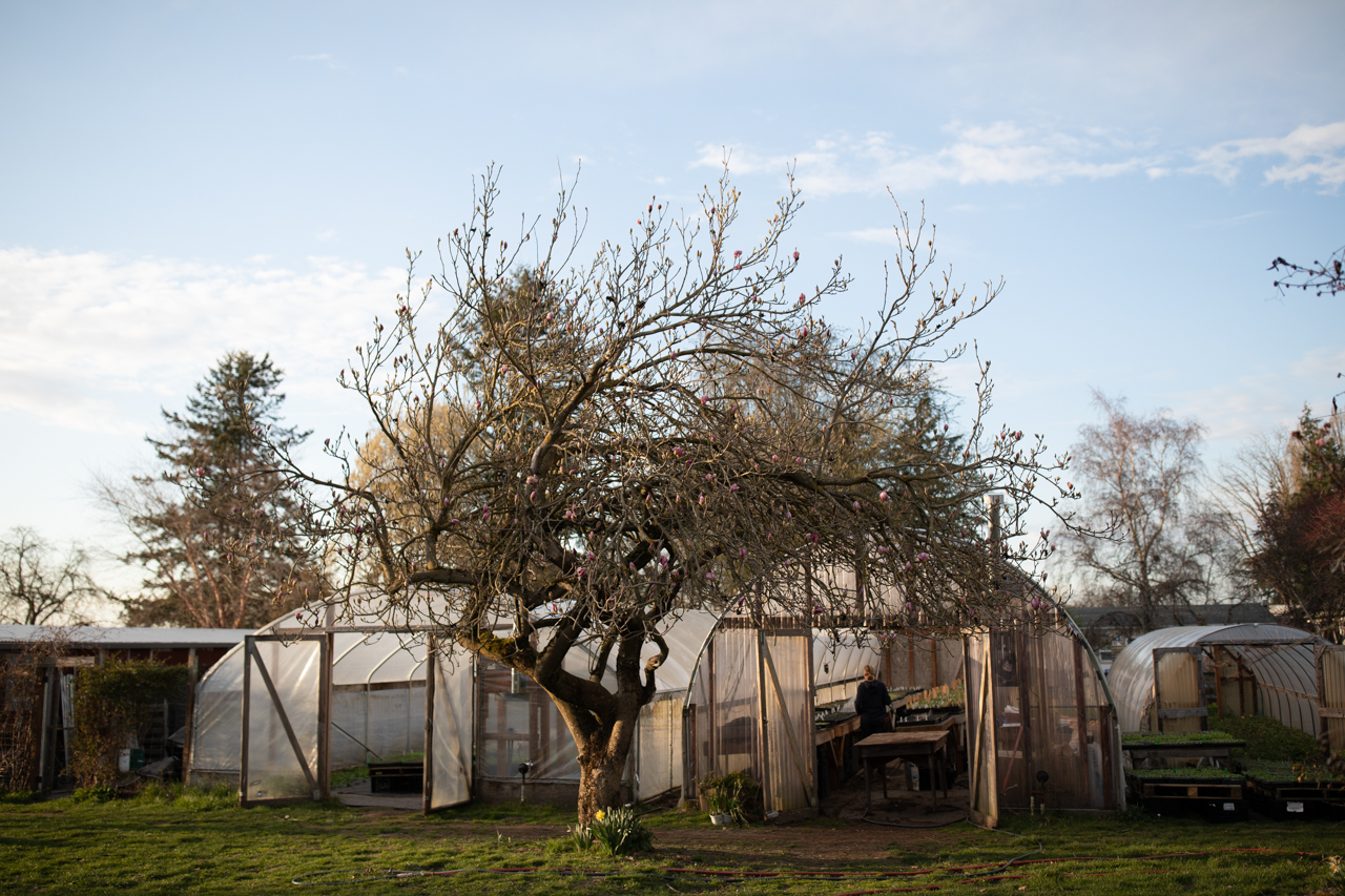 Erin Benzakein en una casa de neumáticos en Floret