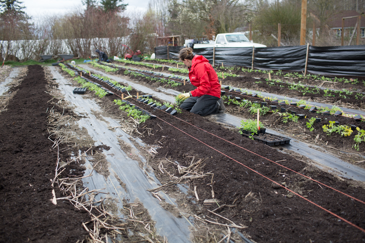 Erin Benzakein planting rows of sweet peas