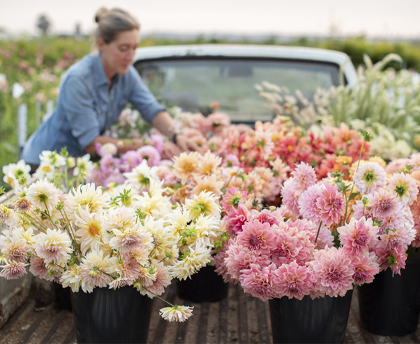 Erin Benzakein loads buckets of dahlias in the bed of the Floret truck
