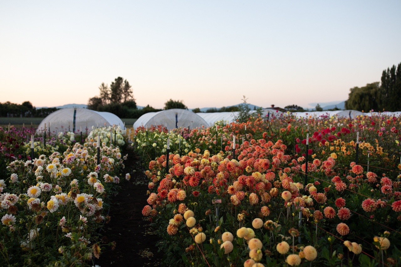 Floret dahlia field at dusk.