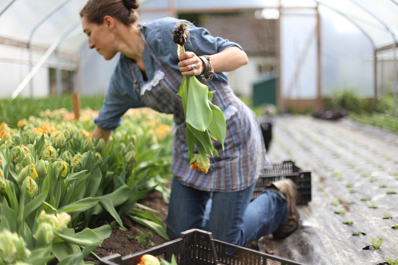 Erin Benzakein cosechando tulipanes en el invernadero