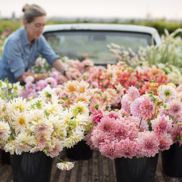 Floret Flowers We Are A Small Family Farm In Washington S Skagit Valley<script async src=