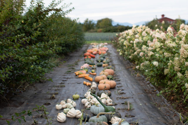 Pumpkins and gourds line a row at Floret Farm.