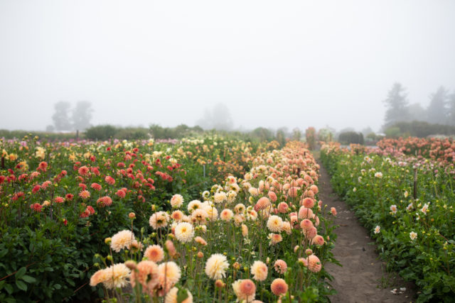 Foggy Floret dahlia field