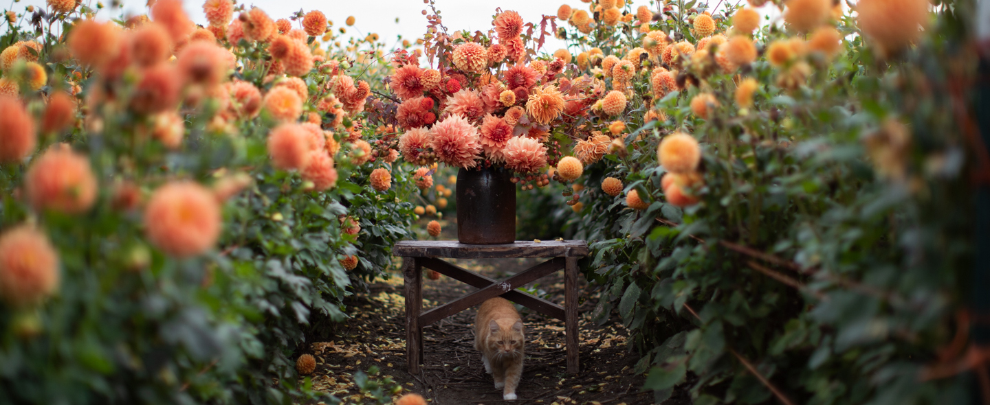 Timmy and an orange-toned dahlia arrangement in the Floret field.