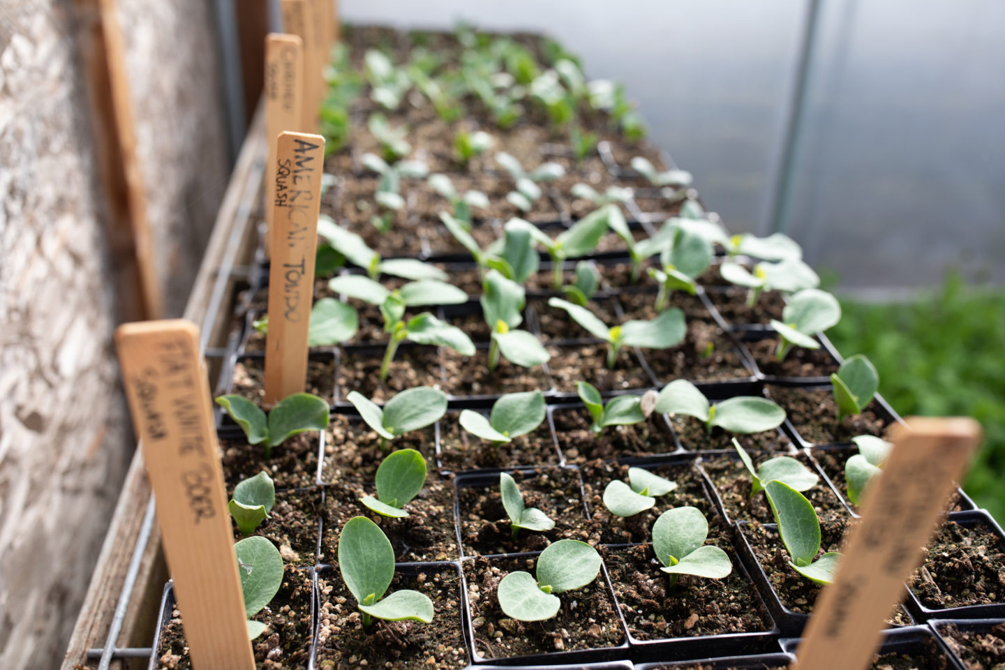 Floret's Favorite Specialty Seed Sources Floret Flowers