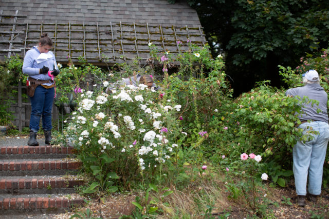 Team Floret visits Anne Belovich's rose gardens and tries to identify plants