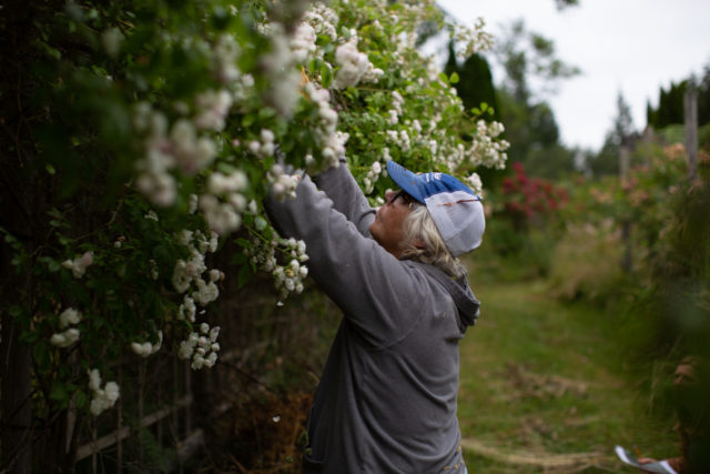 El equipo Floret visita los jardines de rosas de Anne Belovich e intenta identificar plantas