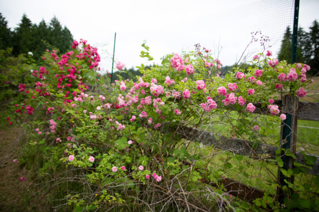 Roses growing along a fence