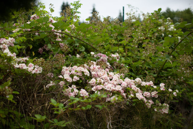 Roses climbing over arbors and fences