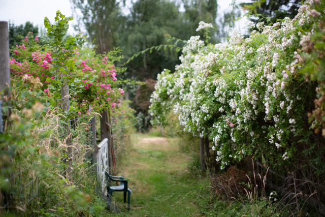 Roses at Anne Belovich's property