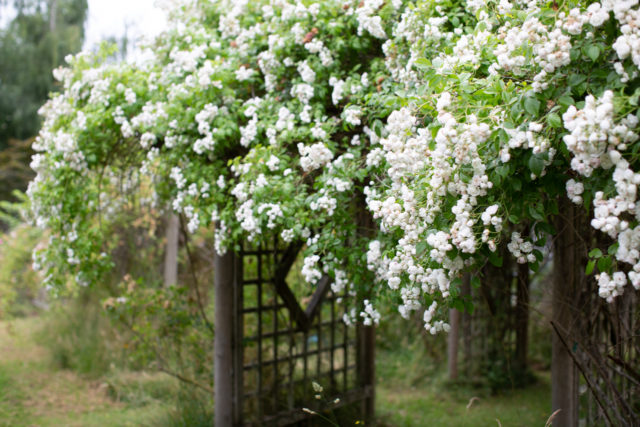 Roses climbing over arbors and fences