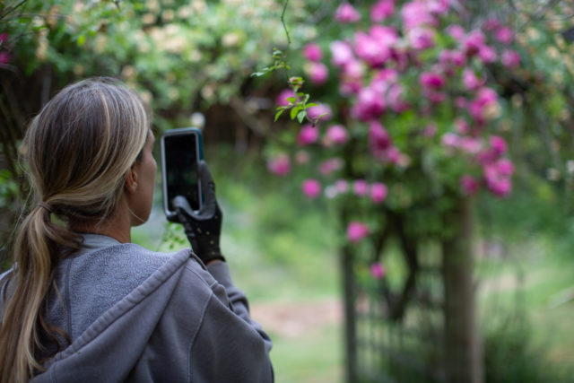 Erin Benzakein toma una foto mientras visita los jardines de rosas de Anne Belovich