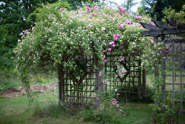 El equipo Floret visita los jardines de rosas de Anne Belovich