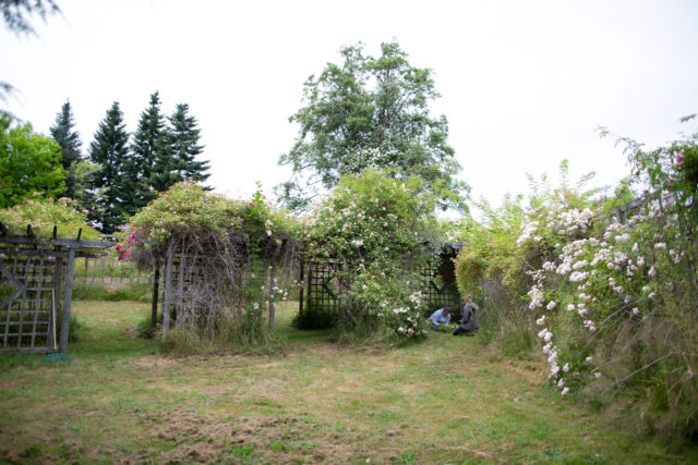 Team Floret visits Anne Belovich's rose gardens and tries to identify plants