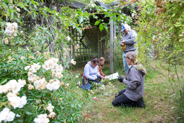 El equipo Floret visita los jardines de rosas de Anne Belovich e intenta identificar plantas