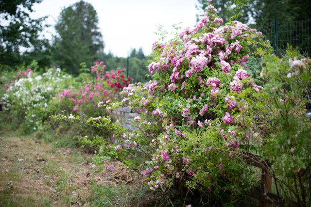 Roses in bloom