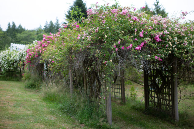 Arbors overgrown with roses