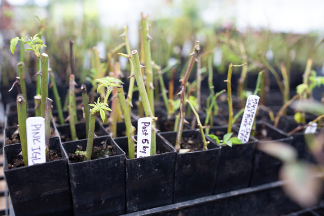 Cerca de esquejes de rosas plantadas