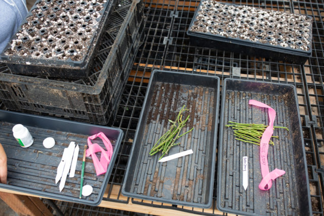 Rose cuttings and propagation supplies in trays