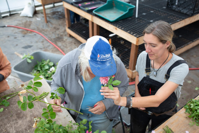 Erin Benzakein le ofrece una rosa a Nina para que la huela.