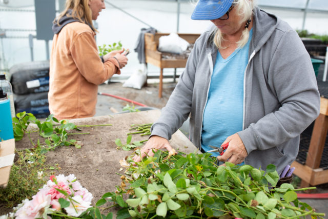 El equipo Floret está trabajando en la propagación de esquejes de rosas.