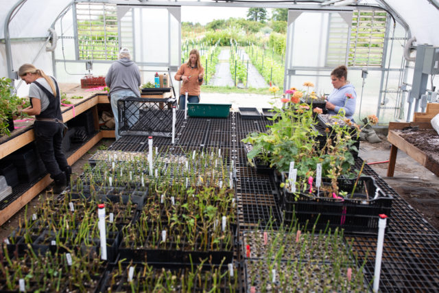 Team Floret works on propagating rose cuttings in a Floret greenhouse