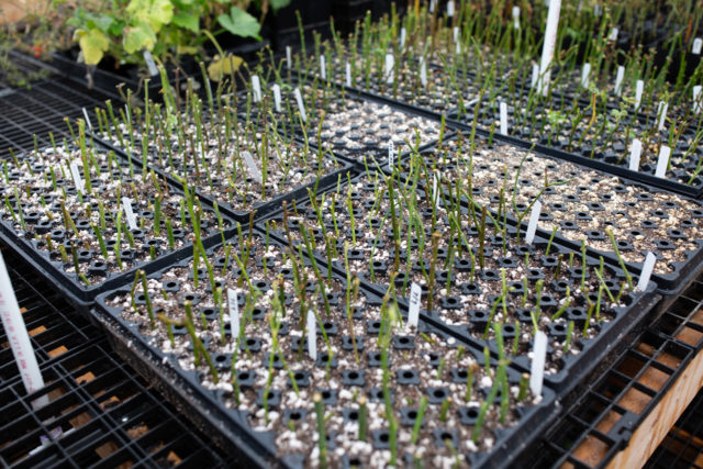 Trays of planted rose cuttings