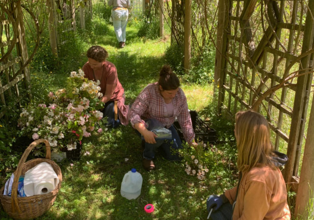 El equipo Floret visita los jardines de rosas de Anne Belovich y recoge esquejes