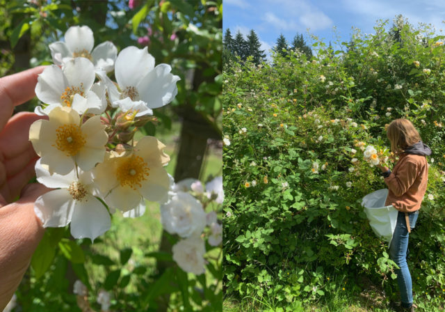 Rosas en Floret Farm