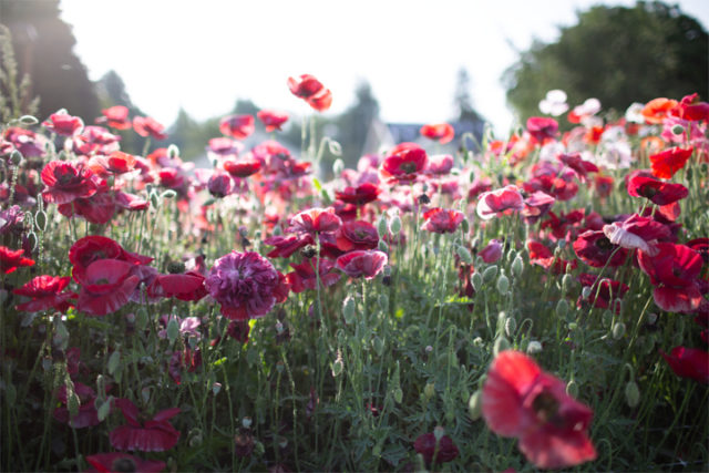 A field of red and white poppies in Floret