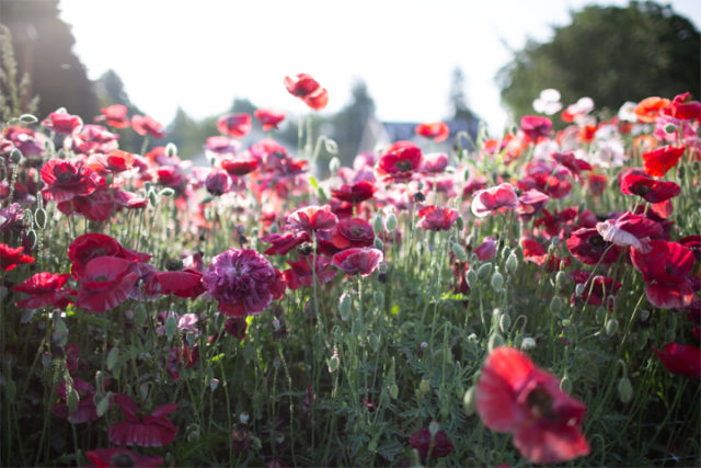 Campo de amapolas rojas y blancas cerca de Floret