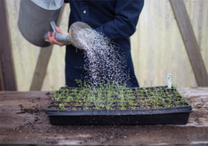 Erin Benzakein watering seedlings in a greenhouse