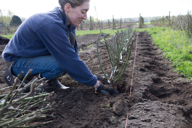 Erin Benzakein planta rosas a raíz desnuda