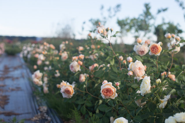 Row of apricot roses at Floret Farm