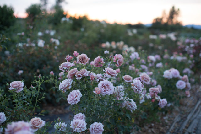 Rows of roses growing at Floret Farm