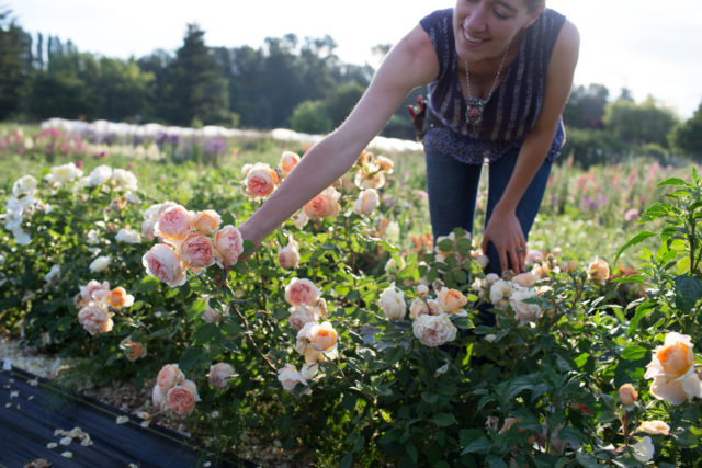 Erin Benzakein in a row of peach roses