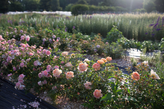 Rows of roses at Floret Farm